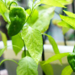 苗植え・ガーデニング