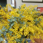 ご家族様よりご利用者様へプレゼント！施設に一足先に春がやってきたようです♪